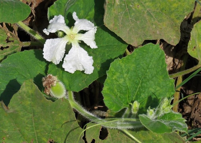 Lagenaria vulgaris IMG_1085 (2)