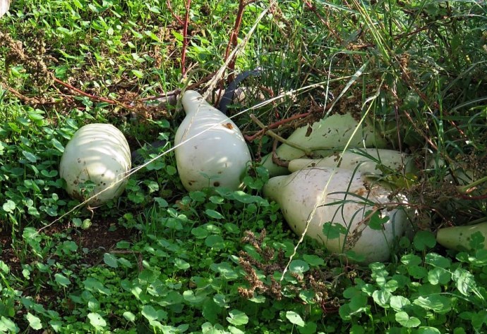 Lagenaria vulgaris IMG_1096 (2)