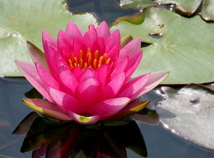 Nimfeay_IMG_8666-001