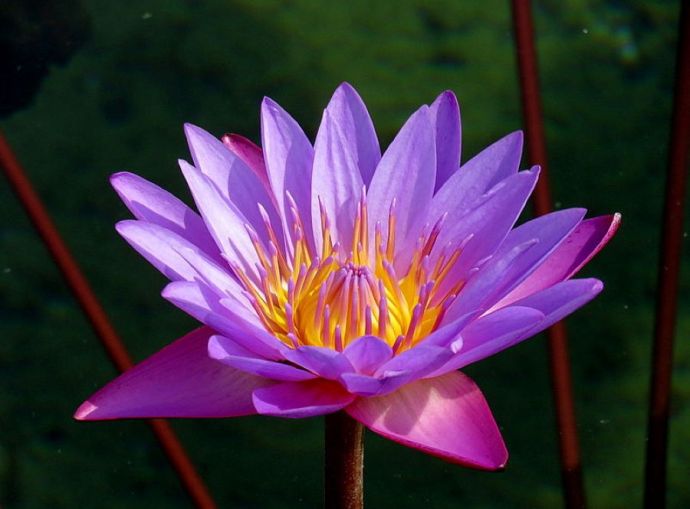 Nimfeay_IMG_8668-001