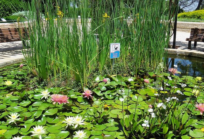 Nymphaea odorata IMG_2669 (2)