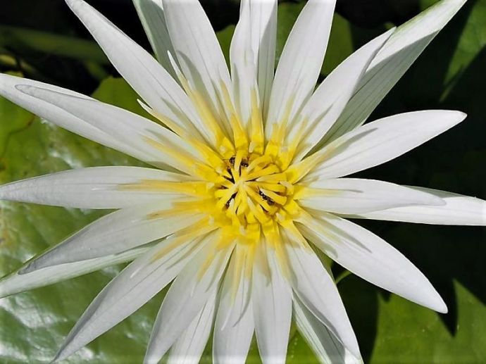 Nymphaea_caerulea_IMG_0864 (3)