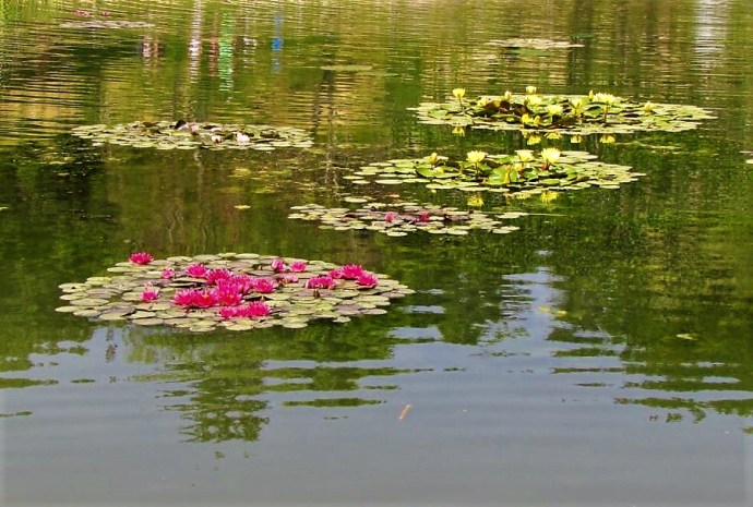 Nymphea IMG_7912-2 (2)