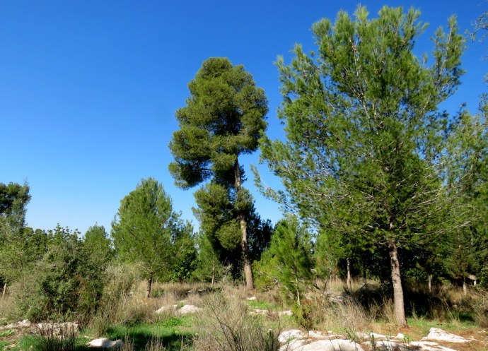 1-Pushkin_Sosna_IMG_7074