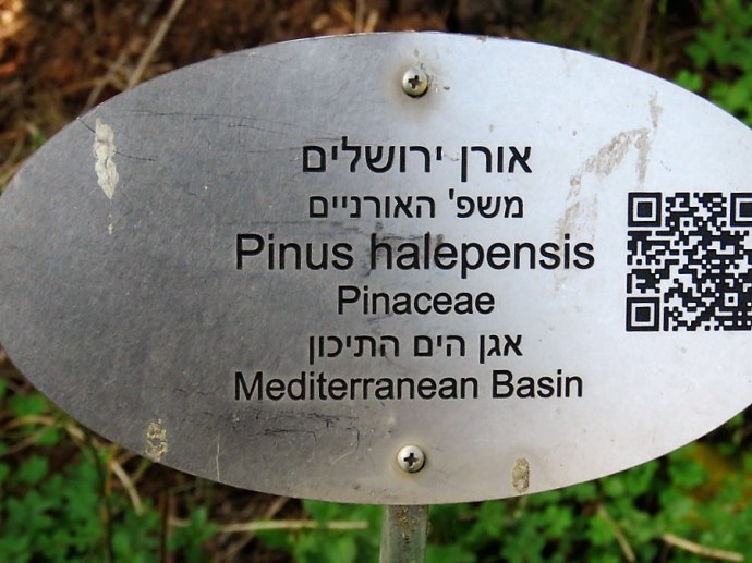 1-Sosna_Pinus halepensis IMG_9590 (2)