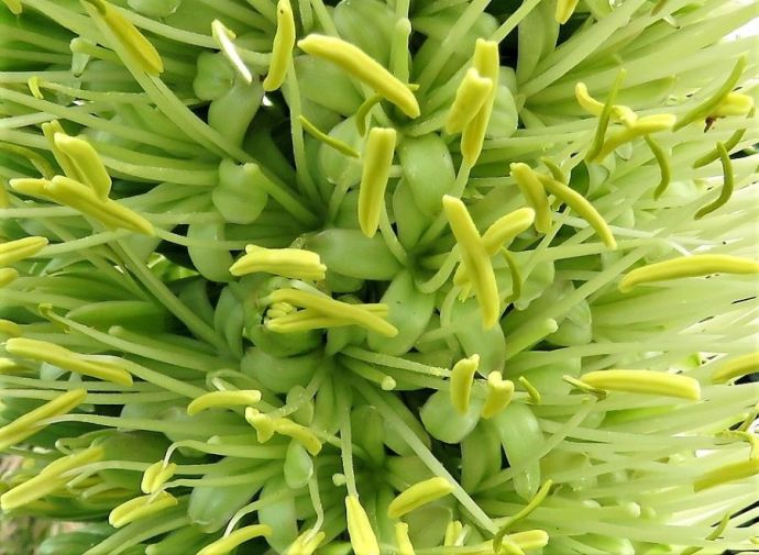 1-Agave attenuata_DSCN8204 (2)-1