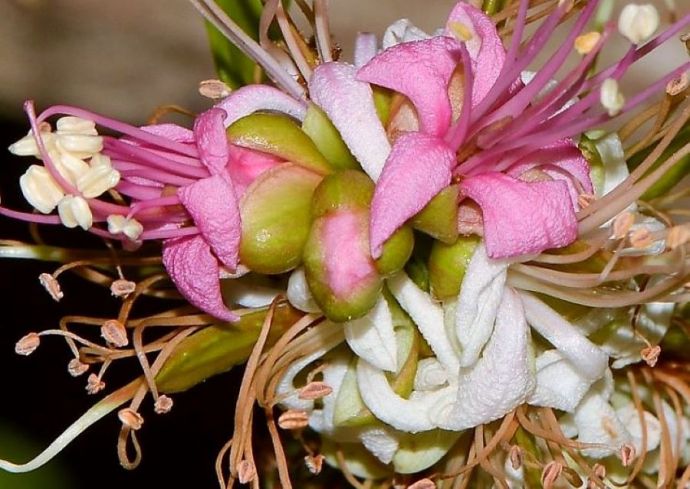 1-Schotia latifolia DSCN2052 (3)-2