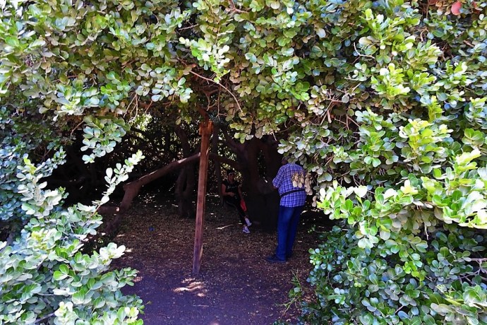 1-Schotia latifolia DSCN2057-002 (2)