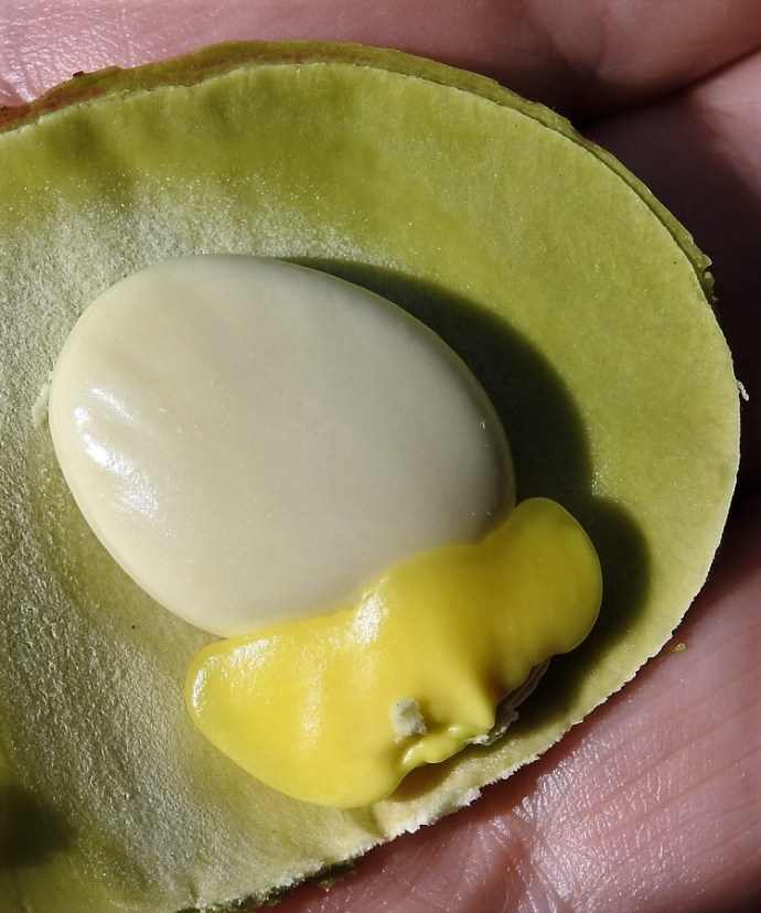 1-Schotia latifolia DSCN2072-001 (2)