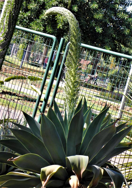 Agave attenuata_PB270267 (2)-1