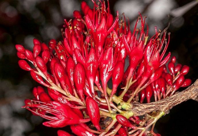 Schotia brachypetala IMG_8020 (2)-1