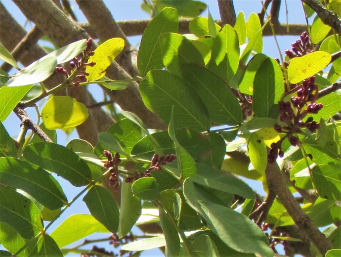 Schotia brachypetala IMG_8020 (2)