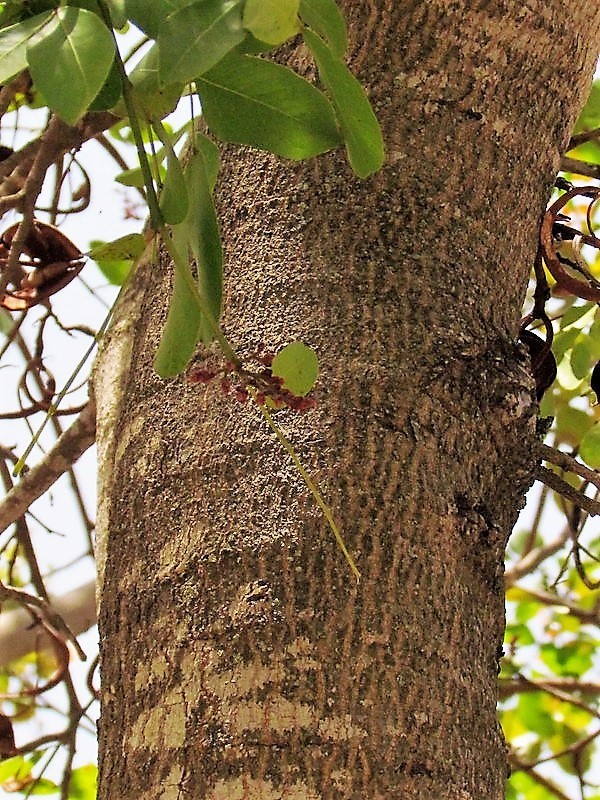 Schotia brachypetala IMG_8023 (3)