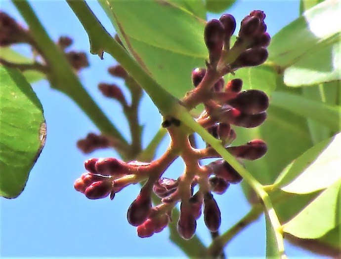 Schotia brachypetala IMG_8024 (1)-a