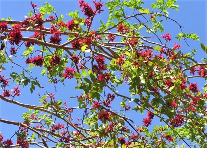 Schotia brachypetala IMG_8025-1 (2)