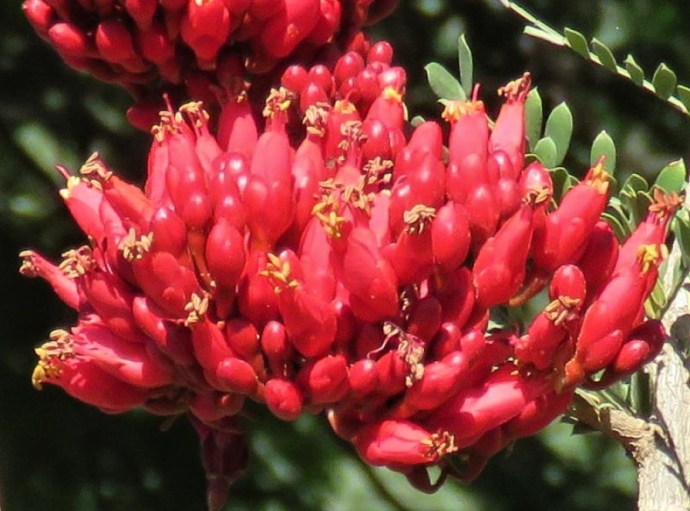 Schotia_afra IMG_8013-1 (2)