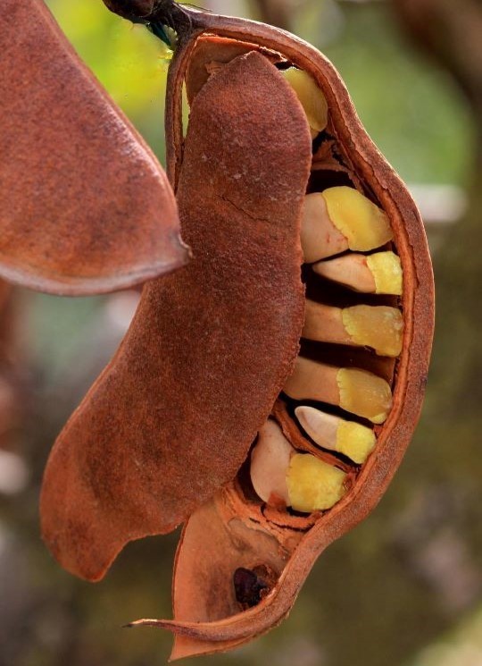 Schotia_afra IMG_8014-1 (4)