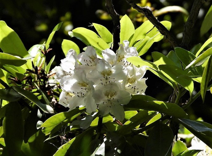 1-Rhododendron DSCN1334 (2)