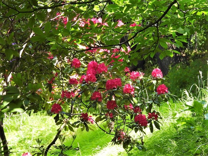 1-Rhododendron DSCN1496 (2)