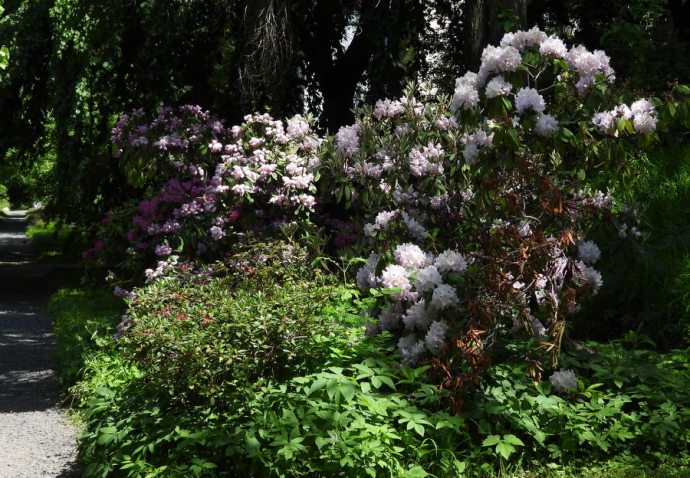 1-Rhododendron DSCN1504