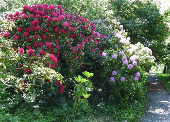 1-Rhododendron DSCN1505 (2)
