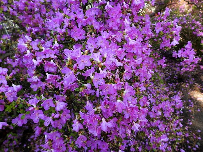 1-Rhododendron DSCN1538 (2)