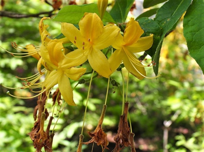 1-Rhododendron luteum DSCN1355 (2)