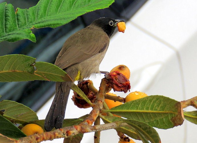 1-Mushmula_Bulbul_IMG_3467