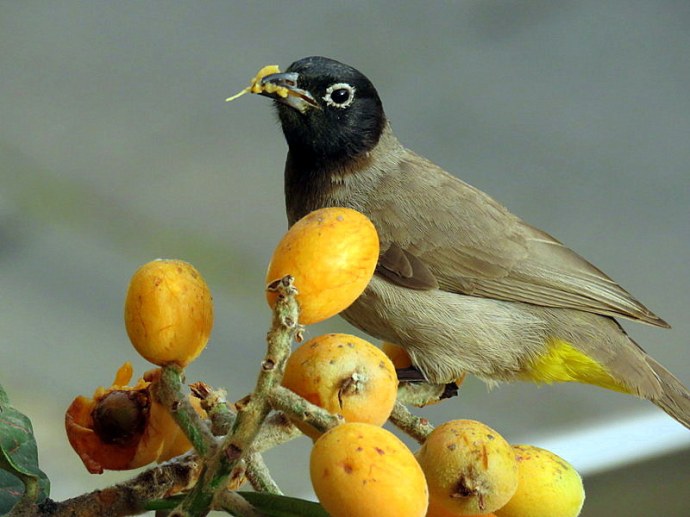 1-Mushmula_Bulbul_IMG_3839