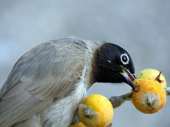 1-Mushmula_Bulbul_IMG_3852