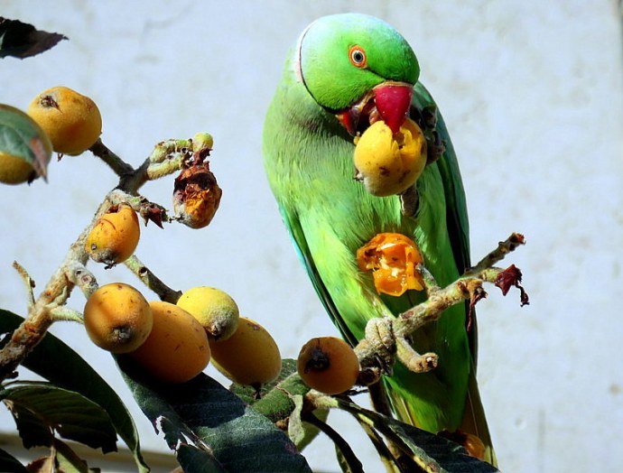 1-Mushmula_Drara_IMG_5104