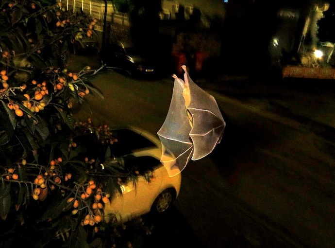 1-Mushmula_Krylan_IMG_3617-002