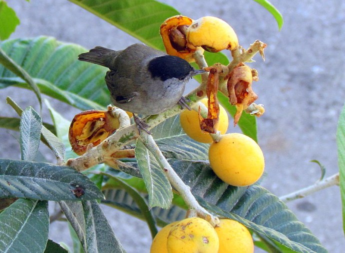 1-Mushmula_Slavka_IMG_7063