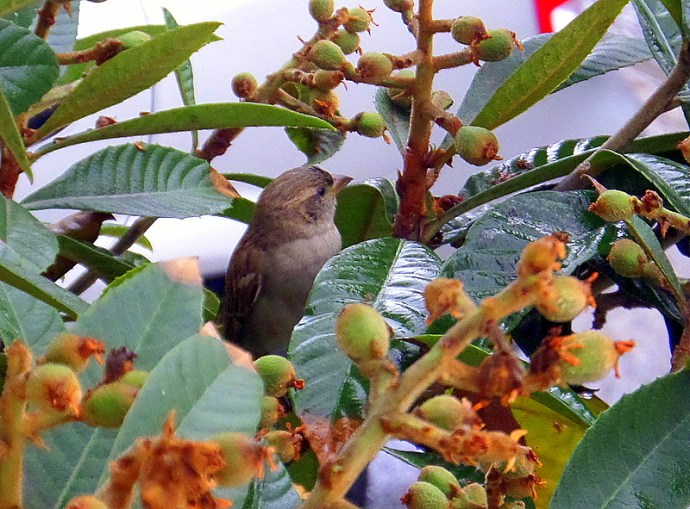 1-Mushmula_Vorobey_SAM_7794-001