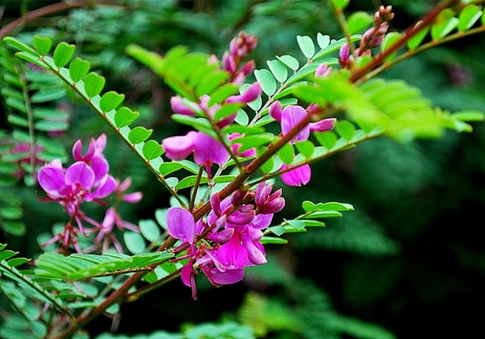 1-1-1-Indigofera_tinctoria_IMG_1147-5