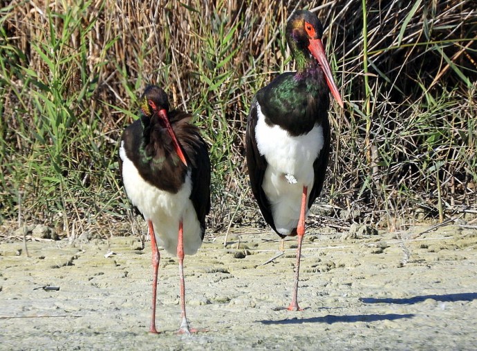 1-1-Aist_Chern_DSCN0169-001