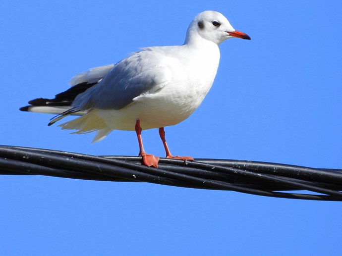 1-1-Chayka_Ozern_DSCN0375-001