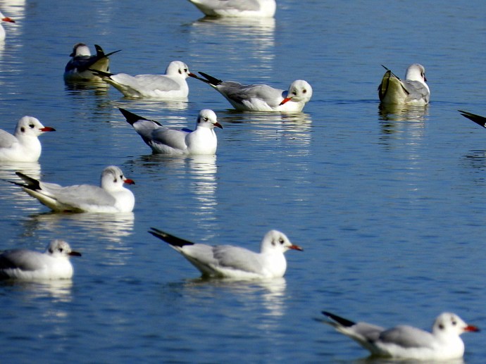 1-1-Chayka_Ozern_DSCN9923