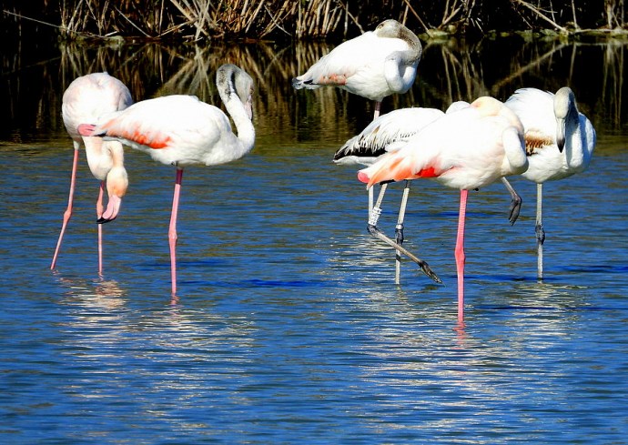 1-1-Flamingo_DSCN0064