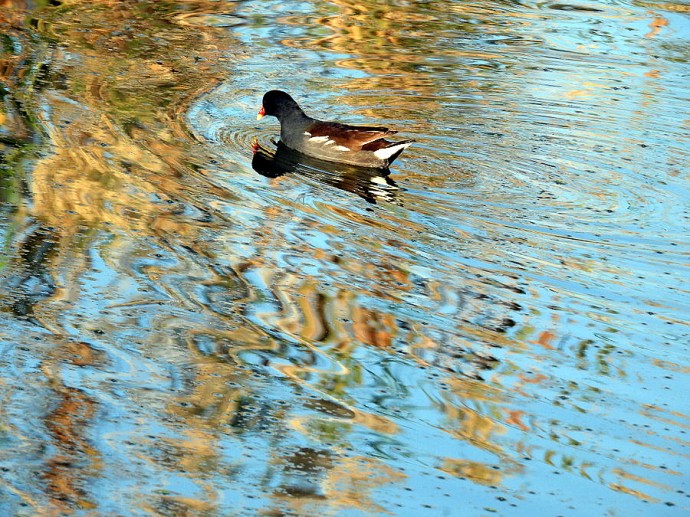 1-1-Kamyshniza_DSCN9855