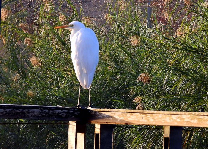 1-1-Zaplia_Bol_Bel_DSCN9182