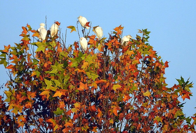 1-1-Zaplia_Egip_DSCN9186