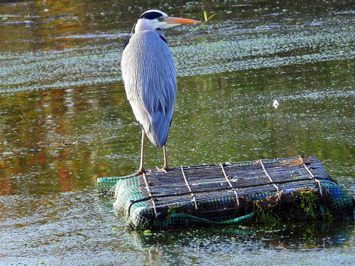 1-1-Zaplia_Ser_DSCN9576