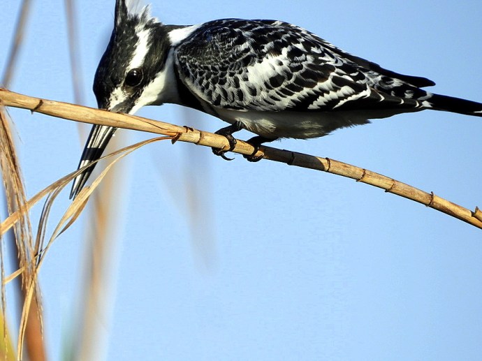 1-1-Zimorod_Peg_DSCN9443