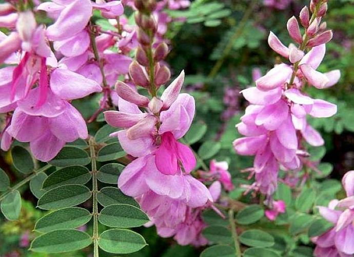 1-Indigofera_frutescens_IMG_1142-1