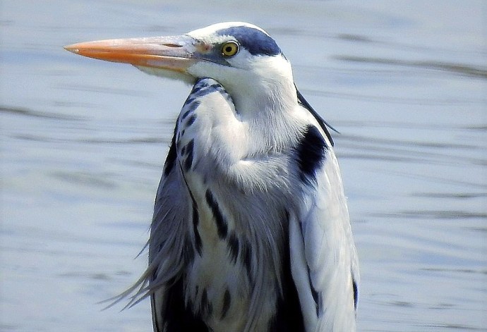 1-Zaplia_ser_DSCN3548 (2)