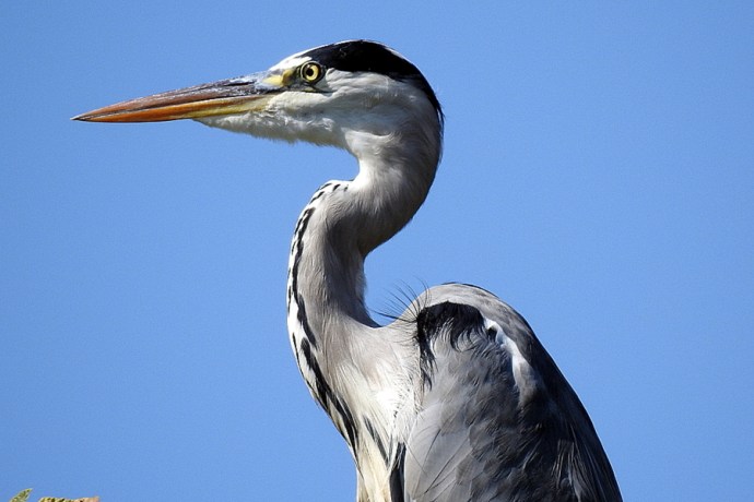 1-Zaplia_Ser_DSCN6519