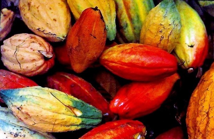 Cacao_Theobroma IMG_2996-A (2)