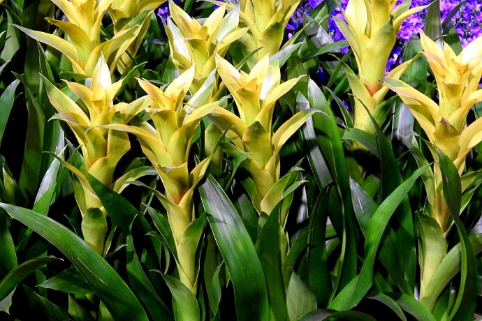 Zvety_Babochky_DSCN1089-001