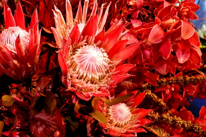 Zvety_Babochky_DSCN1123-001